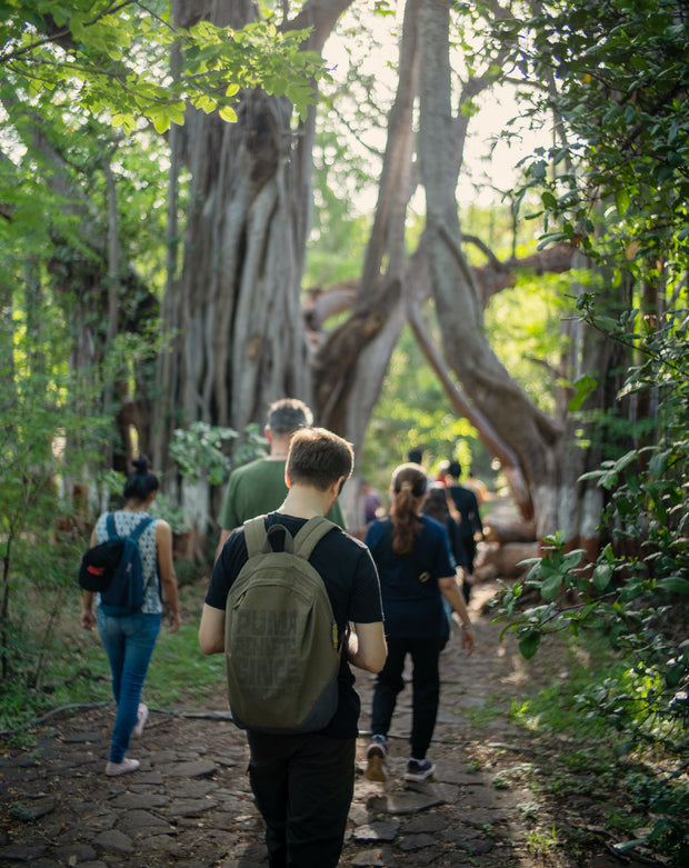 The Healing Power of Forests