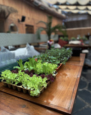 The Backyard Project