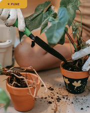 The Backyard Project