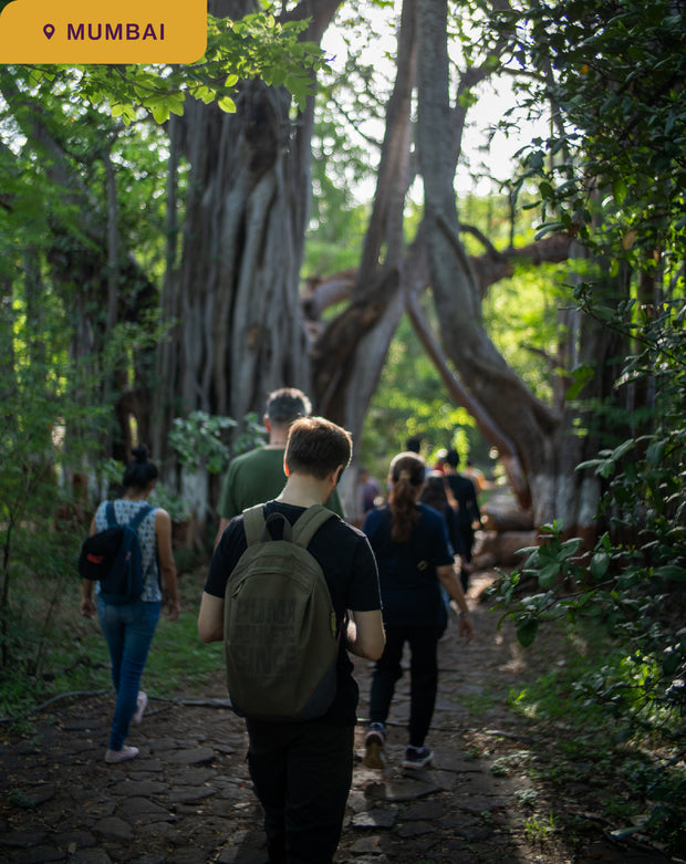 The Healing Power of Forests