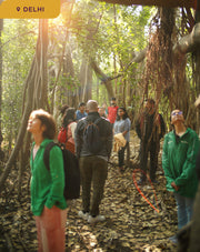 The Healing Power of Forests