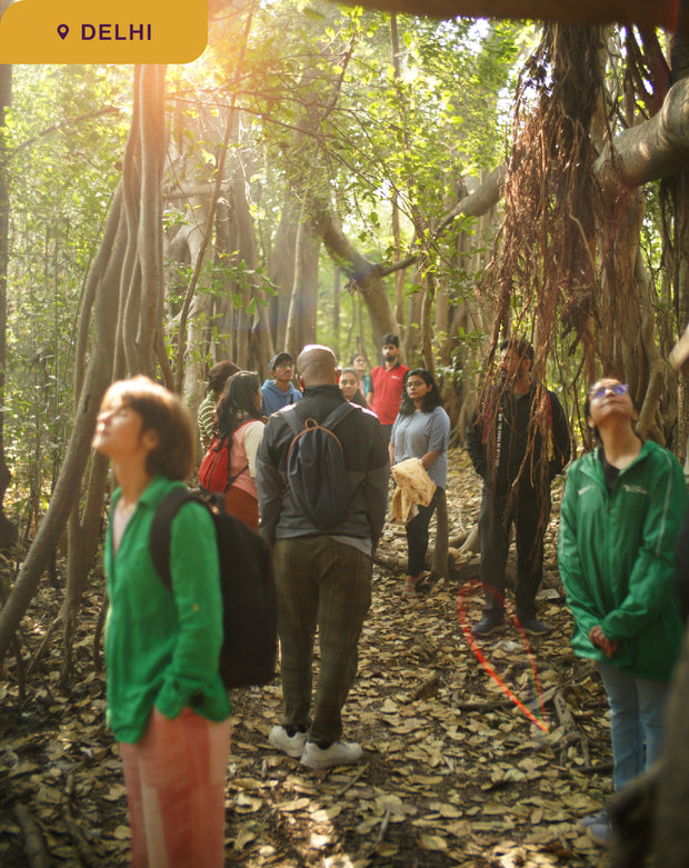 The Healing Power of Forests